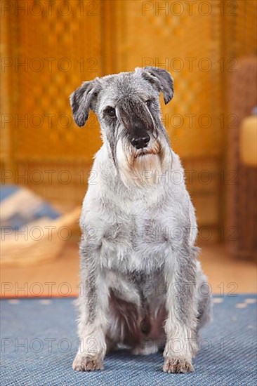 Medium Schnauzer