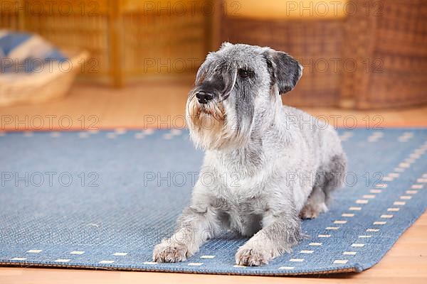 Medium Schnauzer