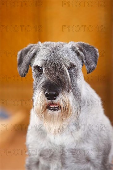 Medium Schnauzer