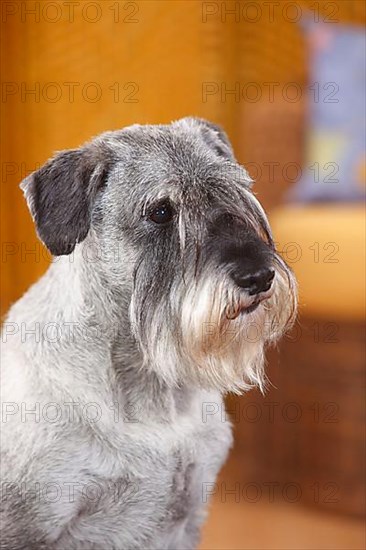 Medium Schnauzer