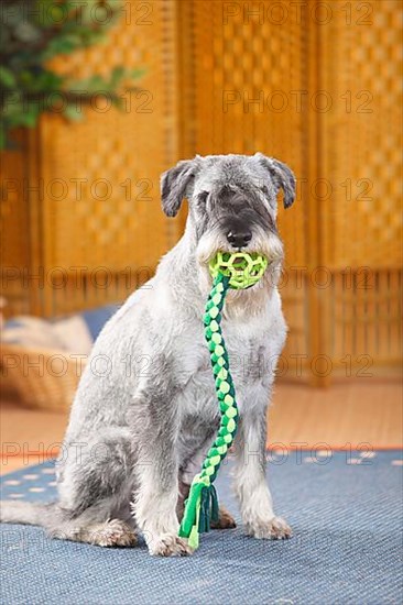 Medium Schnauzer