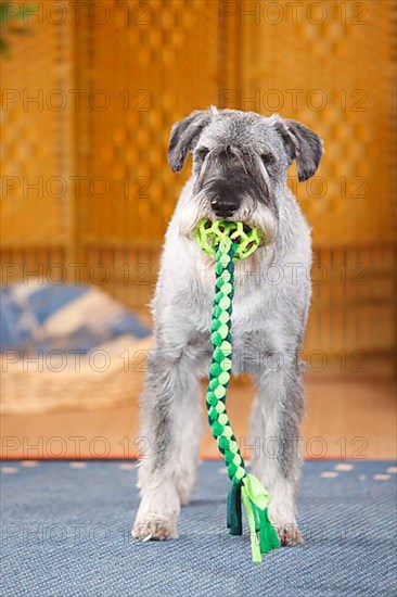 Medium Schnauzer