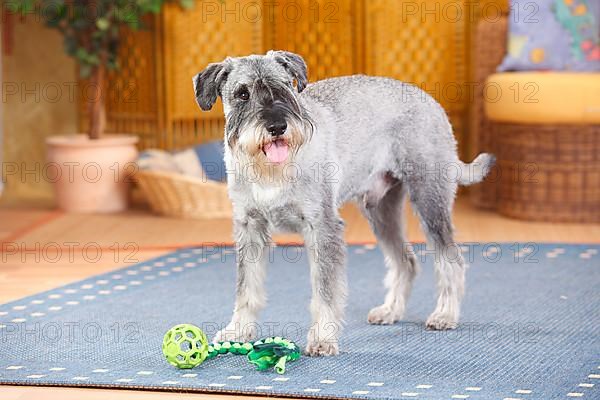 Medium Schnauzer