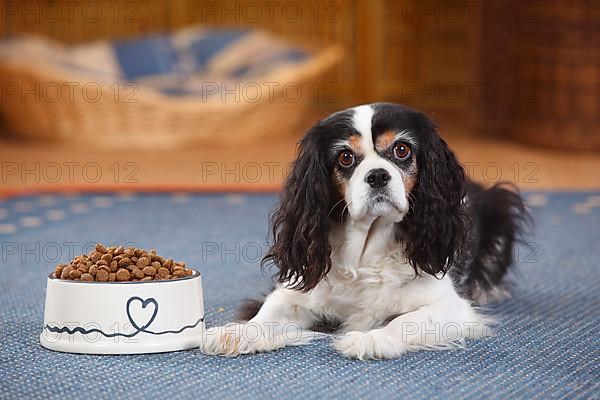 Cavalier King Charles Spaniel