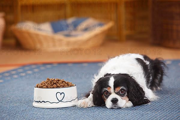 Cavalier King Charles Spaniel