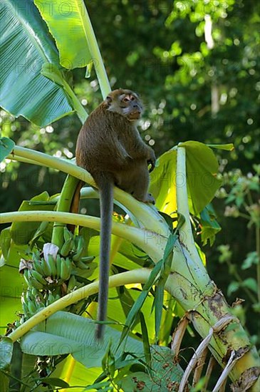 Long-tailed Macaque