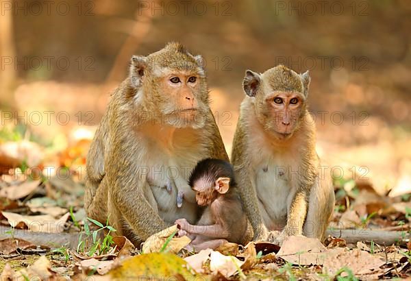 Crab-eating macaques