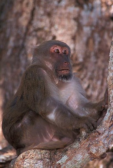 Assamese assam macaque