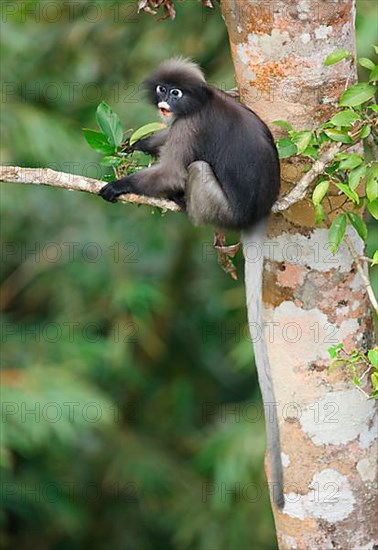 Dusky Leaf dusky leaf monkey