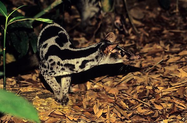 Owston's Palm Civet