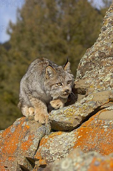 Canada lynx