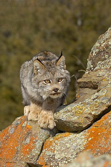 Canada lynx