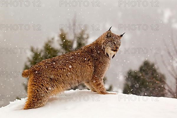 Canadian Lynx