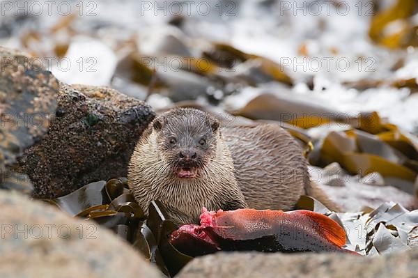 European otter