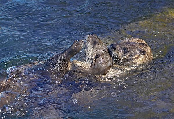 North American north american river otter