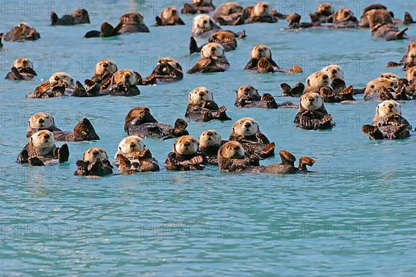 Sea otter