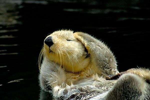 Sea otter