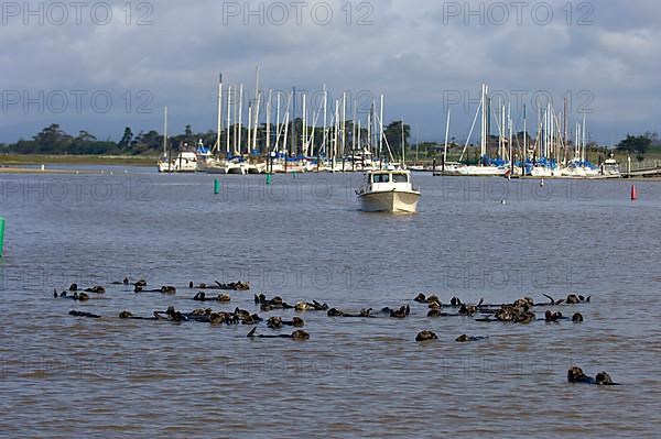 Sea otter