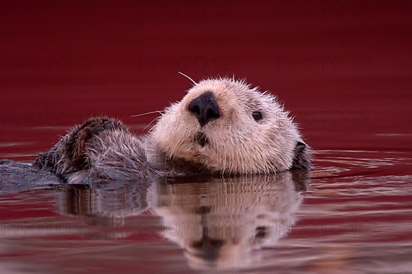 Sea otter