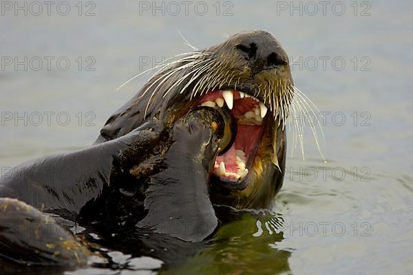 Sea otter