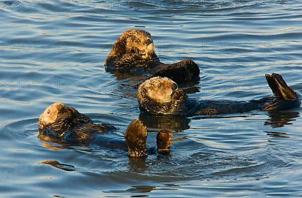 Sea Otter