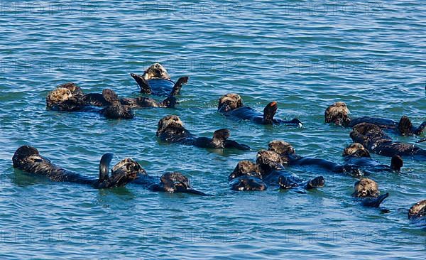 Sea Otter