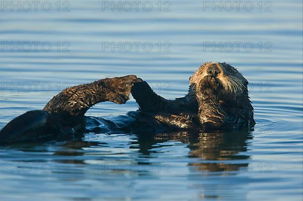 Sea Otter