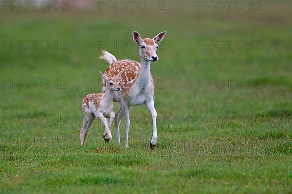 Fallow deer