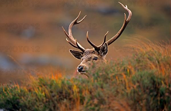 Red Deer