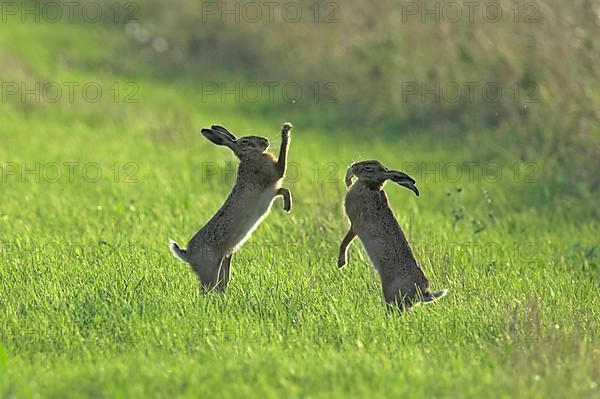 European hare