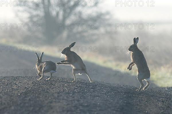 European hare