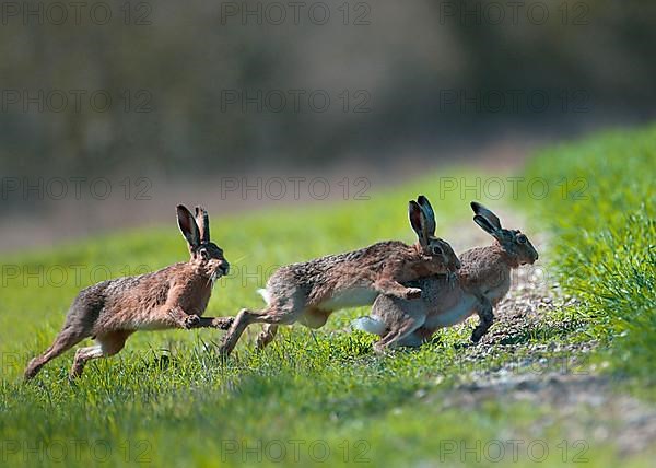 European hare