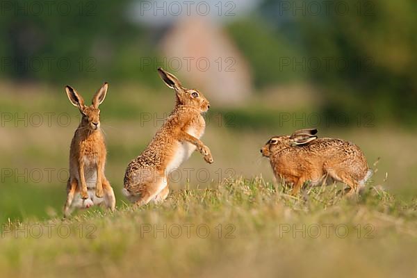 European Hare