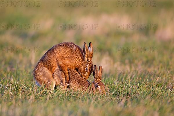 European Hare