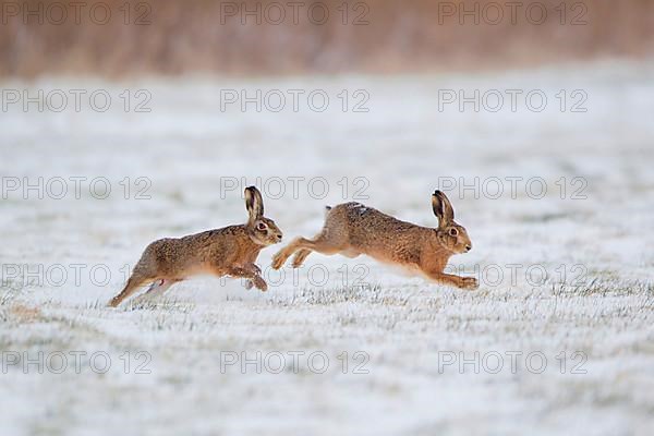 European Hare