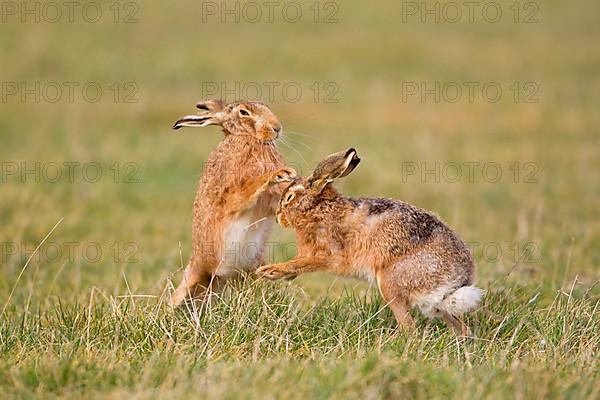 European Hare