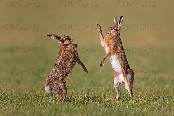 European Hare