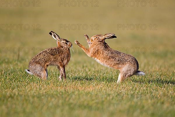 European Hare