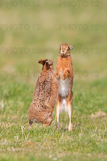 European Hare