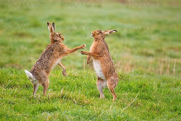 European Hare