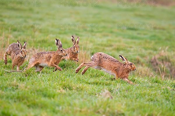 European Hare