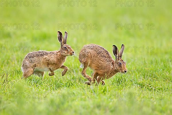 European hare