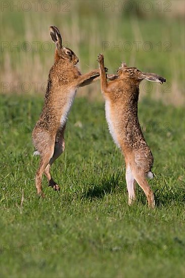 European hare