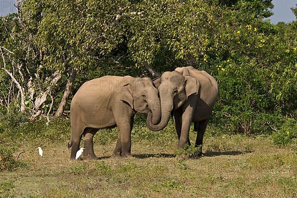 Asian elephant