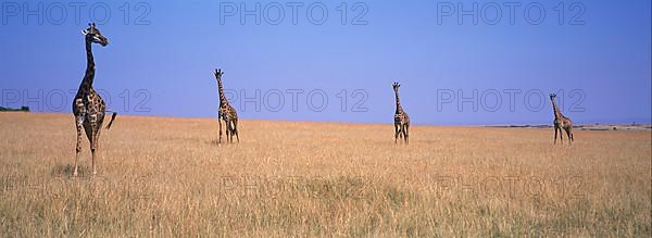 Masai Giraffe