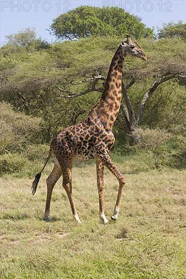 Masai Giraffe