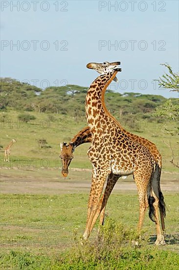 Masai giraffe