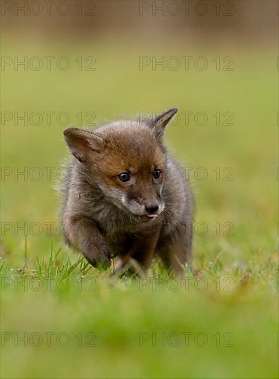 Red fox