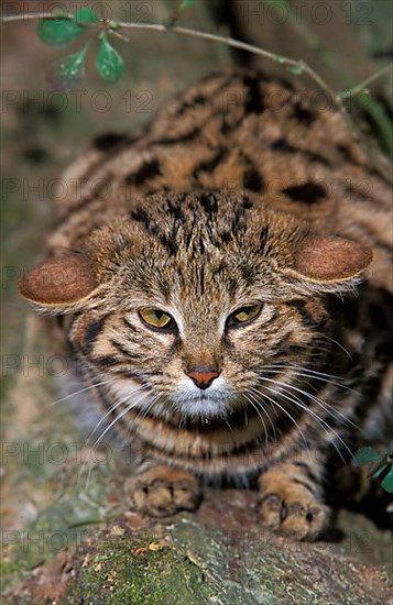 Black-footed cat