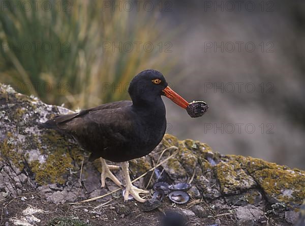 Black blackish oystercatcher